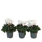 Ciclamen persan - 3 buc - Cyclamen persicum 'Metis White' - În. 10-20cm - ⌀9cm