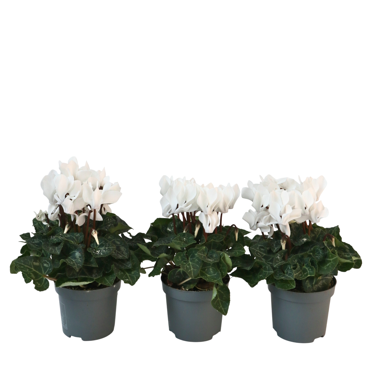 Ciclamen persan - 3 buc - Cyclamen persicum 'Metis White' - În. 10-20cm - ⌀9cm