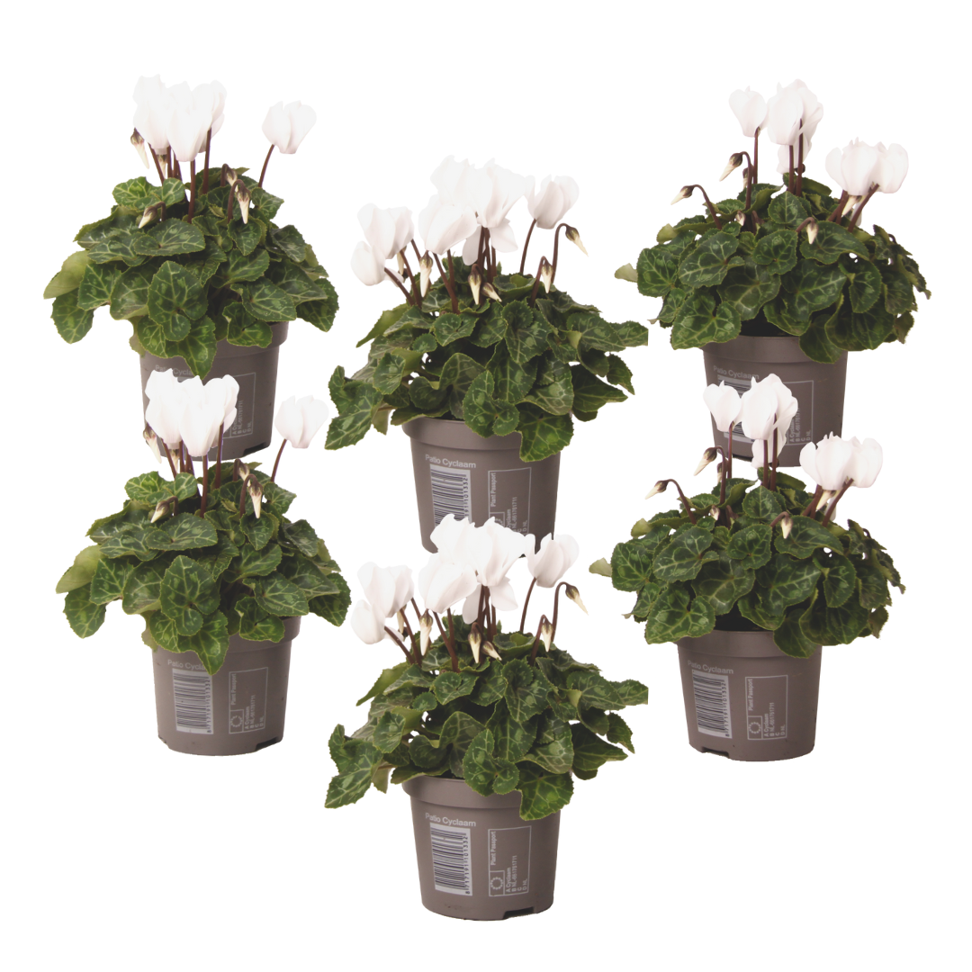 Ciclamen persan - 6 buc - Cyclamen persicum 'Metis White' - În. 10-20cm - ⌀9cm