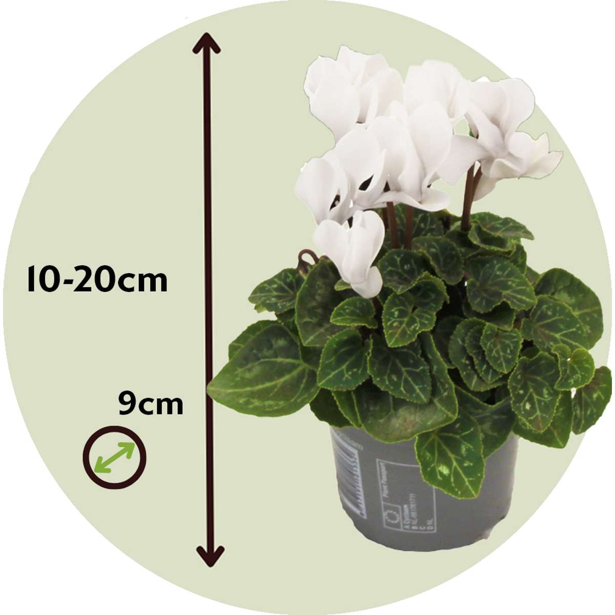 Ciclamen persan - 6 buc - Cyclamen persicum 'Metis White' - În. 10-20cm - ⌀9cm