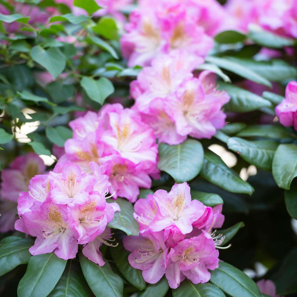 Rododendroni - 3 buc - Rhododendron 'Elegans pink' - Înălţime 25-40cm - ⌀9cm
