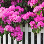 Rododendroni - 3 buc - Rhododendron 'Elegans pink' - Înălţime 25-40cm - ⌀9cm