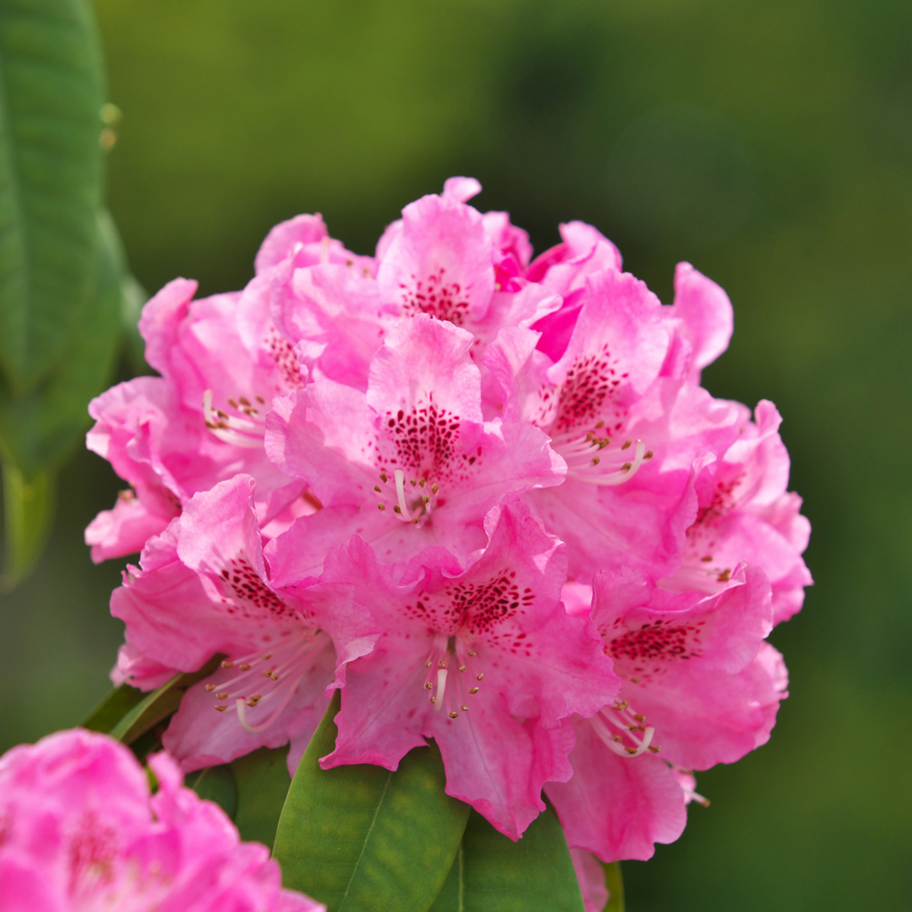 Rododendroni - 3 buc - Rhododendron 'Elegans pink' - Înălţime 25-40cm - ⌀9cm