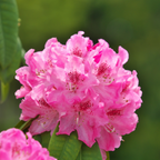 Rododendroni - 3 buc - Rhododendron 'Elegans pink' - Înălţime 25-40cm - ⌀9cm