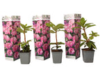 Rododendroni - 3 buc - Rhododendron 'Elegans pink' - Înălţime 25-40cm - ⌀9cm