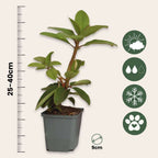 Rododendroni - 3 buc - Rhododendron 'Elegans pink' - Înălţime 25-40cm - ⌀9cm