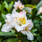 Rododendroni - 3 buc - Rhododendron 'cunningham's white' - În. 25-40cm - ⌀9cm