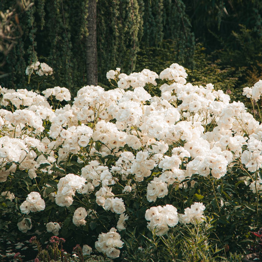 Rododendroni - 3 buc - Rhododendron 'cunningham's white' - În. 25-40cm - ⌀9cm