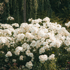 Rododendroni - 3 buc - Rhododendron 'cunningham's white' - În. 25-40cm - ⌀9cm
