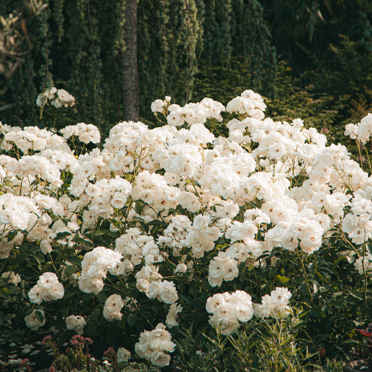 Rododendroni - 3 buc - Rhododendron 'cunningham's white' - În. 25-40cm - ⌀9cm