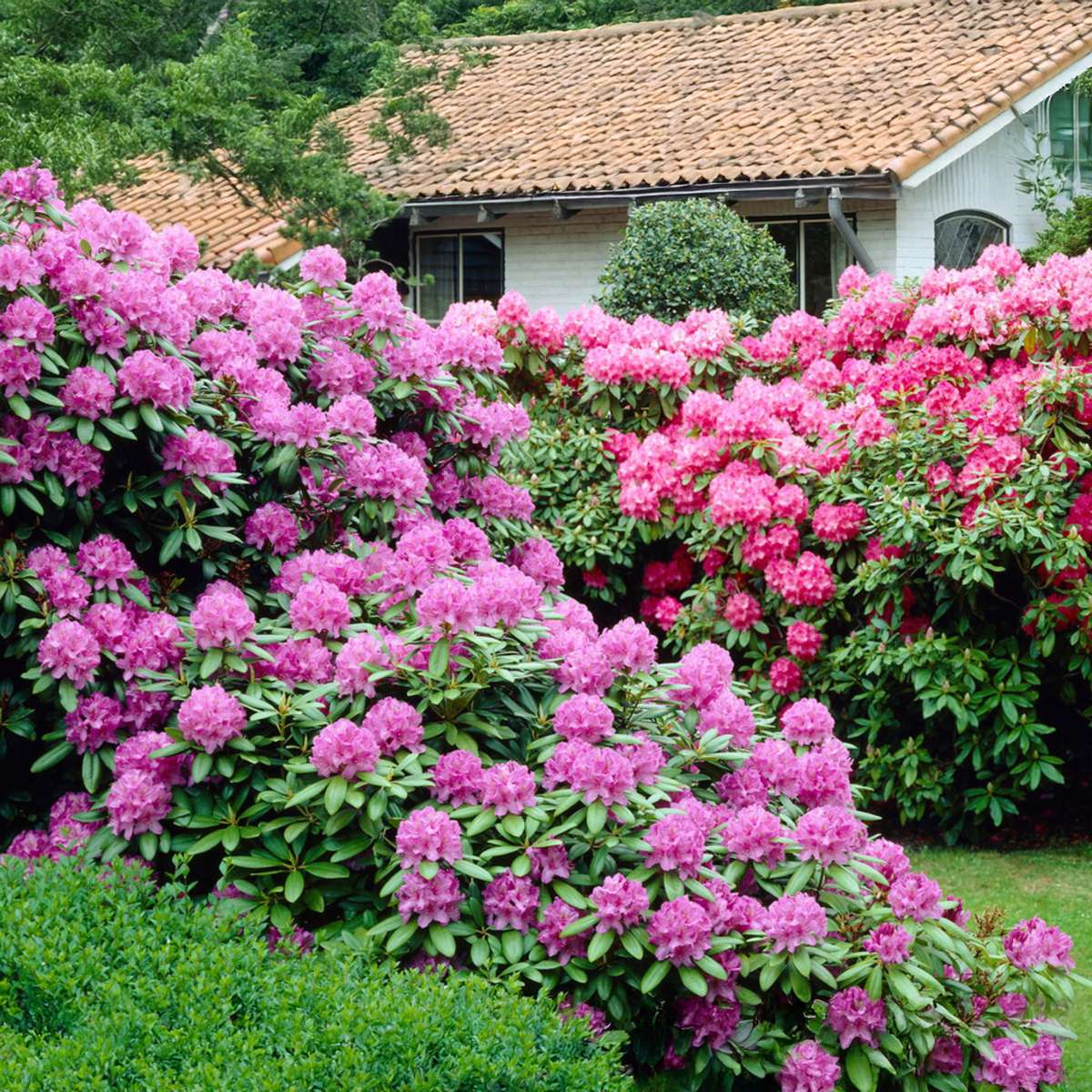 Amestecul de rododendroni - 3 buc - Rhododendron - Înălţime 25-40cm - ⌀9cm