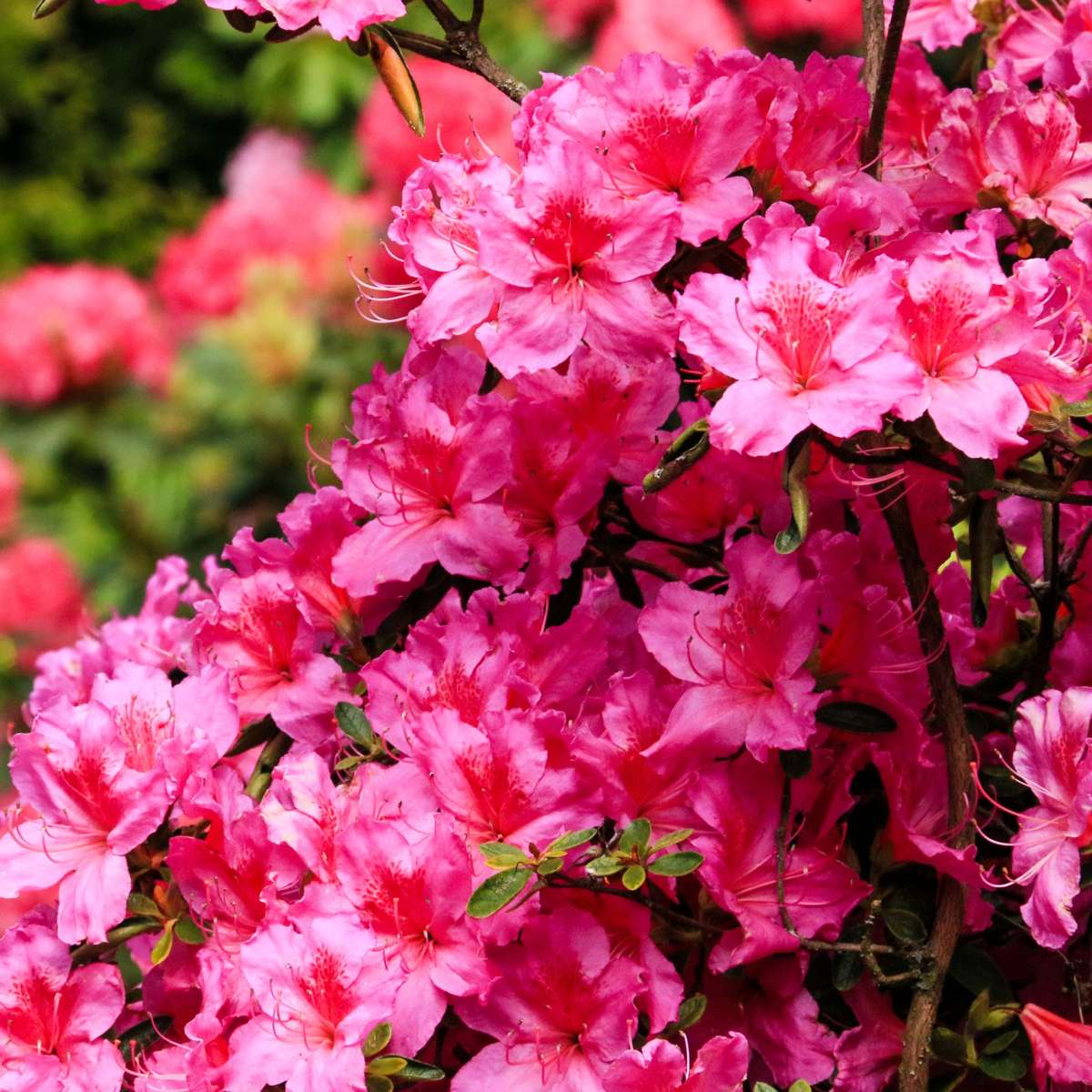 Amestecul de rododendroni - 3 buc - Rhododendron - Înălţime 25-40cm - ⌀9cm