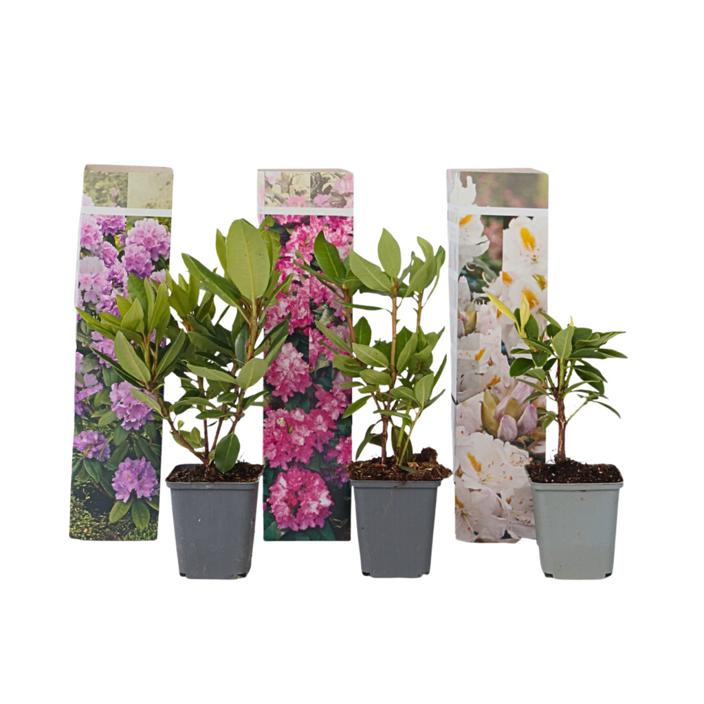 Amestecul de rododendroni - 3 buc - Rhododendron - Înălţime 25-40cm - ⌀9cm