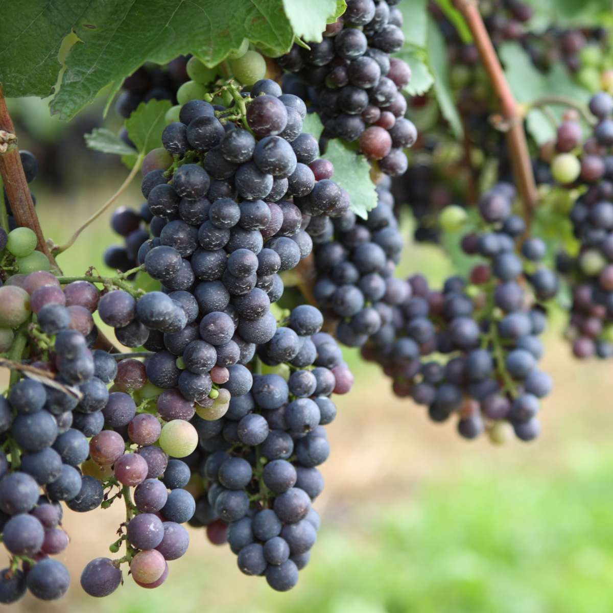 Viță de vie - 24 buc - Vitis vinifera - Înălţime 25-40cm - ⌀9cm