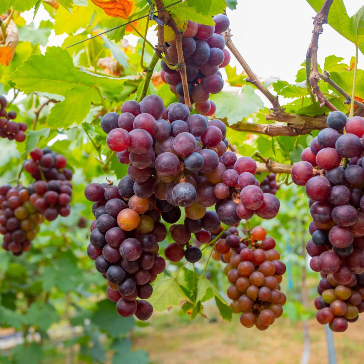 Viță de vie - 24 buc - Vitis vinifera - Înălţime 25-40cm - ⌀9cm