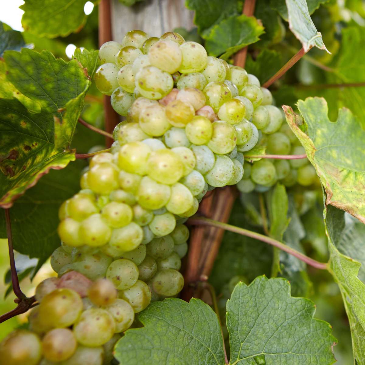 Viță de vie - 3 buc - Vitis vinifera - Înălţime 25-40cm - ⌀9cm