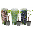 Viță de vie - 3 buc - Vitis vinifera - Înălţime 25-40cm - ⌀9cm
