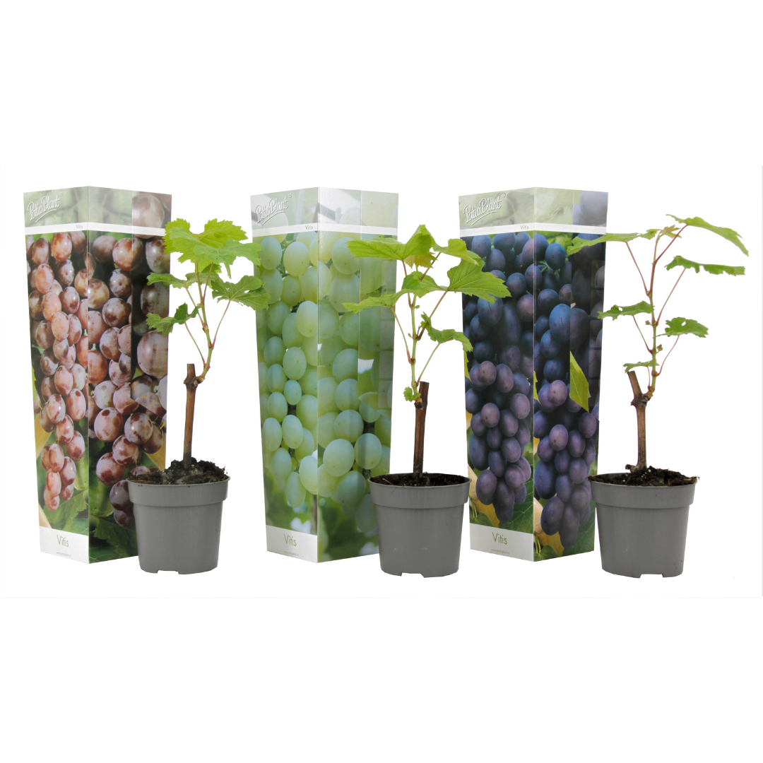 Viță de vie - 3 buc - Vitis vinifera - Înălţime 25-40cm - ⌀9cm