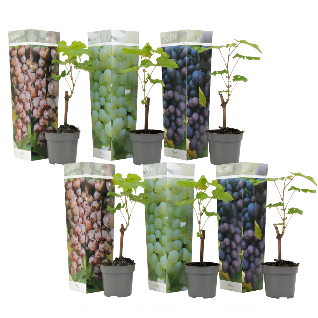Viță de vie - 24 buc - Vitis vinifera - Înălţime 25-40cm - ⌀9cm