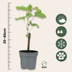 Viță de vie - 24 buc - Vitis vinifera - Înălţime 25-40cm - ⌀9cm