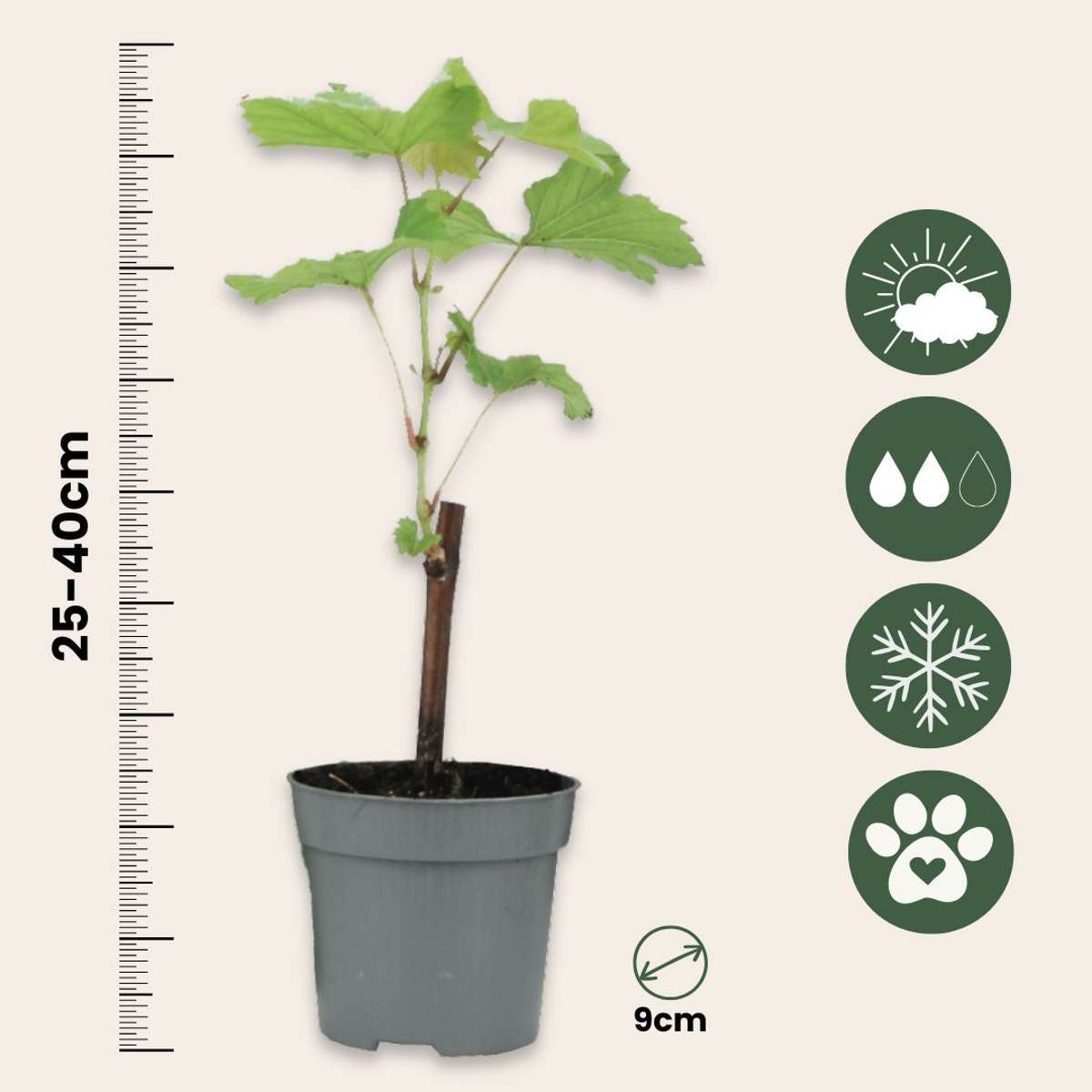 Viță de vie - 24 buc - Vitis vinifera - Înălţime 25-40cm - ⌀9cm