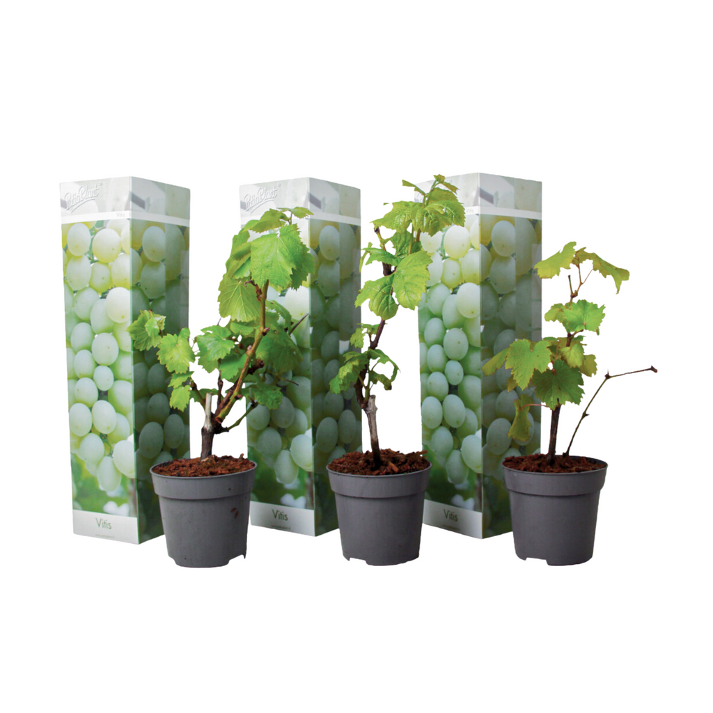 Viță de vie - 3 buc - Vitis vinifera 'Chardonnay' - Înălţime 25-40cm - ⌀9cm