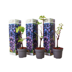 Viță de vie - 3 buc - Vitis vinifera 'Cabernet franc' - Înălţime 25-40cm - ⌀9cm