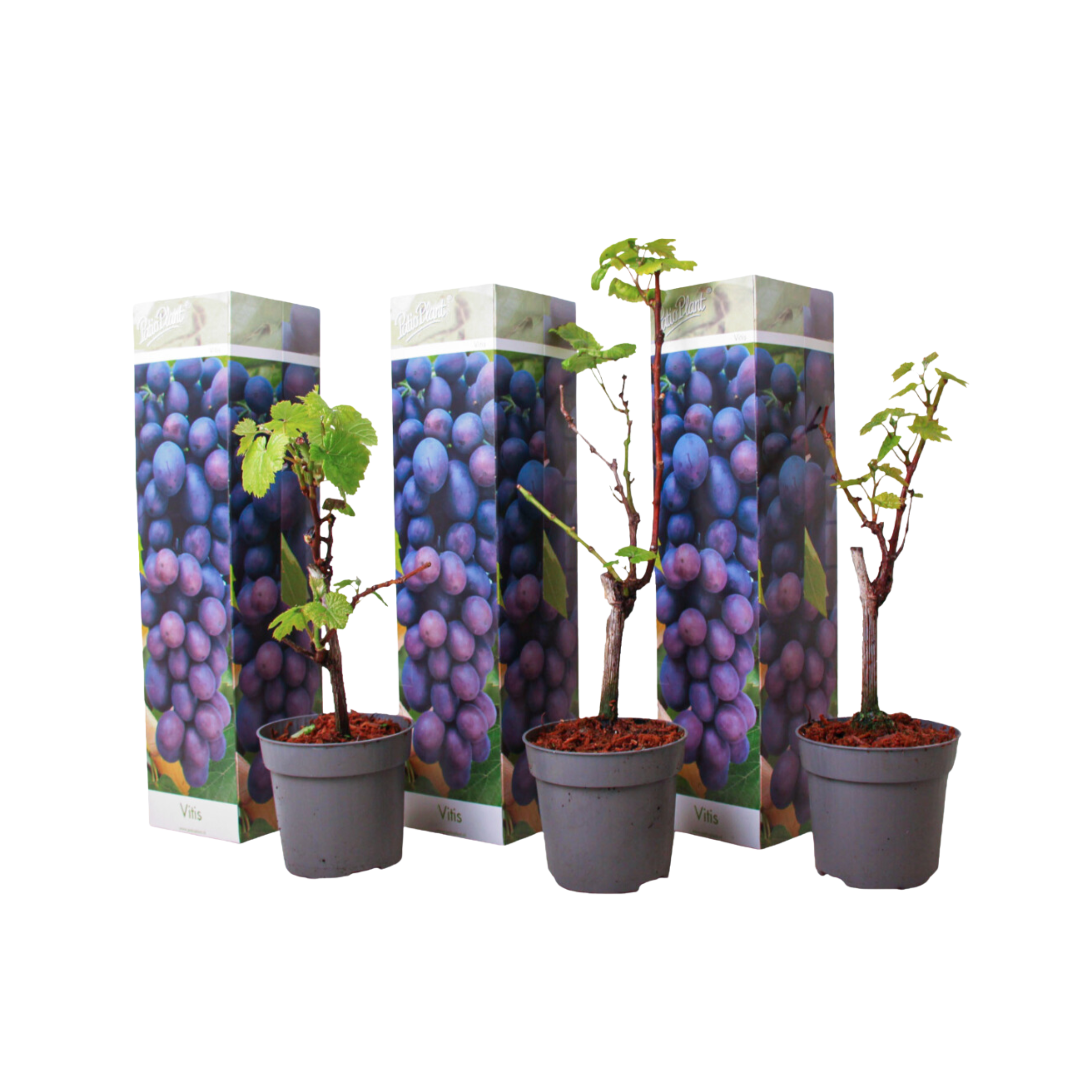 Viță de vie - 3 buc - Vitis vinifera 'Cabernet franc' - Înălţime 25-40cm - ⌀9cm