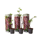 Viță de vie - 3 buc - Vitis vinifera 'pinot gris' - Înălţime 25-40cm - ⌀9cm