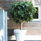 Smochin - 2 buc - Ficus carica 'Brown Turkey' - Înălţime 25-40cm - ⌀9cm