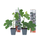Smochin - 2 buc - Ficus carica 'Brown Turkey' - Înălţime 25-40cm - ⌀9cm