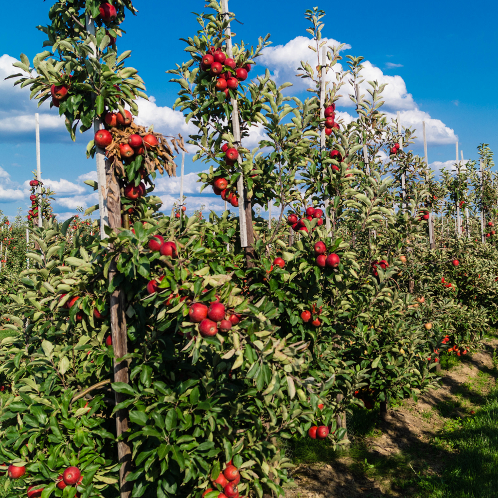 Pomi fructiferi - 16 buc - Malus, Pryus, Prunus - Înălţime 60-70cm - ⌀9cm