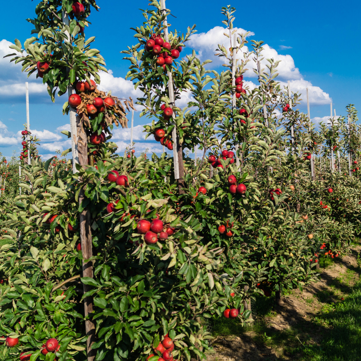Pomi fructiferi - 16 buc - Malus, Pryus, Prunus - Înălţime 60-70cm - ⌀9cm