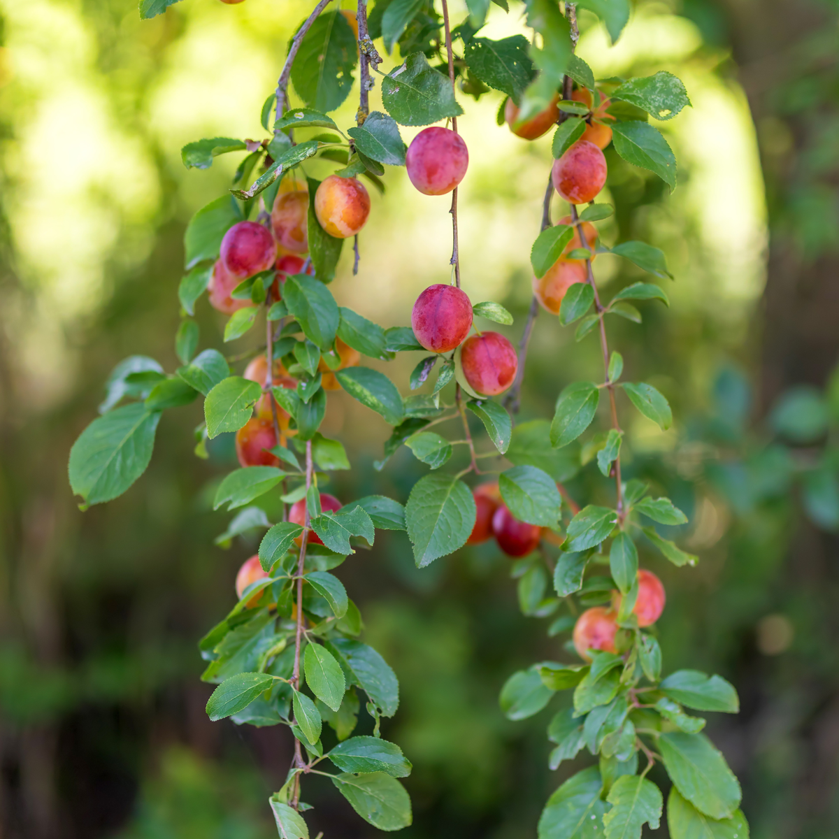 Pomi fructiferi - 16 buc - Malus, Pryus, Prunus - Înălţime 60-70cm - ⌀9cm