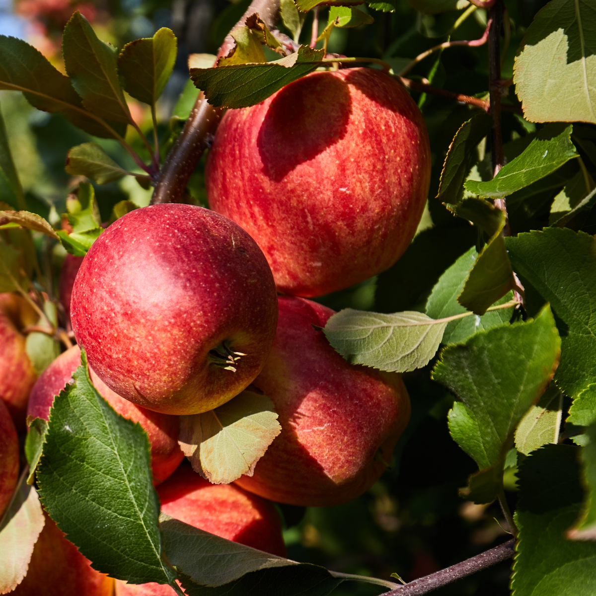 Pomi fructiferi - 16 buc - Malus, Pryus, Prunus - Înălţime 60-70cm - ⌀9cm