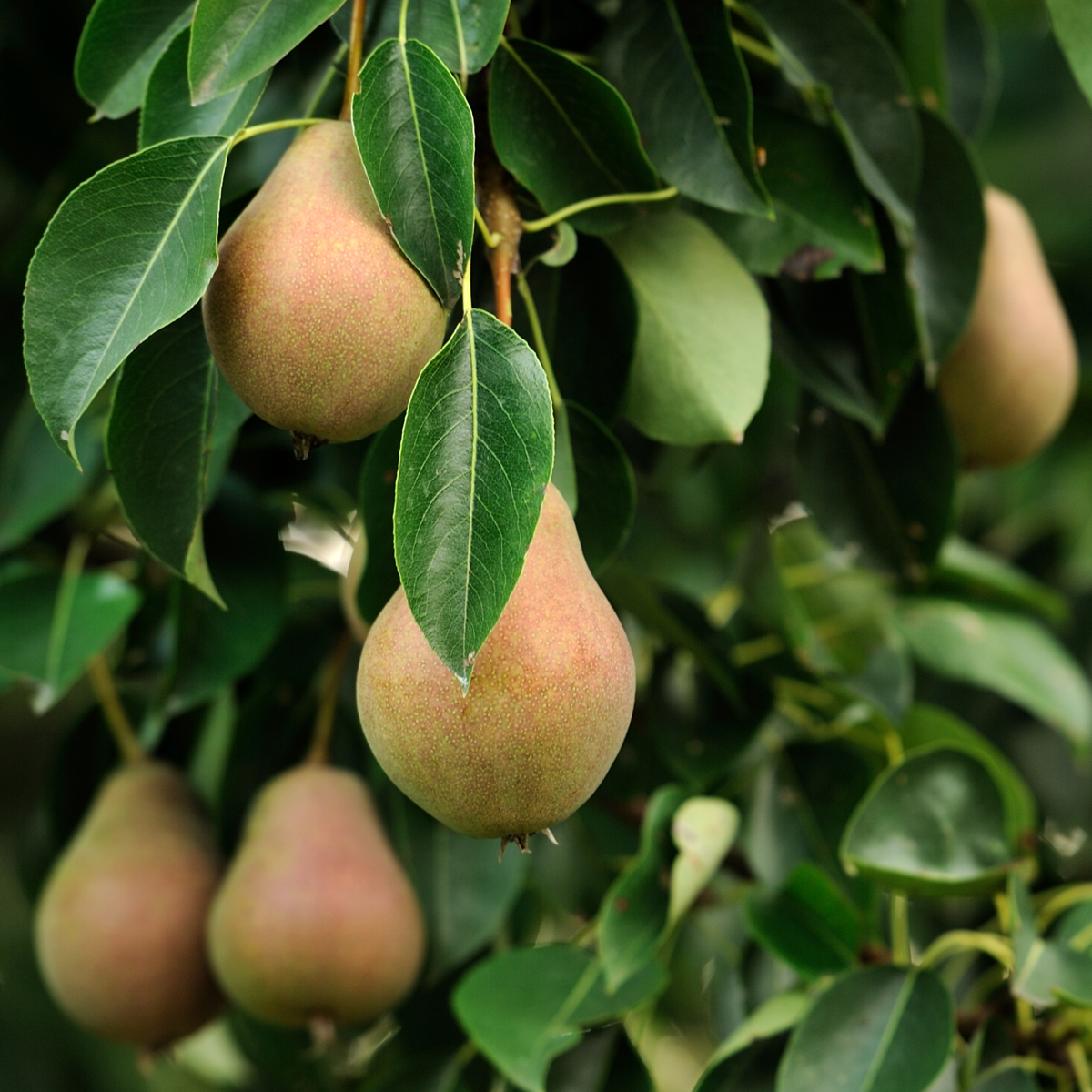 Pomi fructiferi - 16 buc - Malus, Pryus, Prunus - Înălţime 60-70cm - ⌀9cm