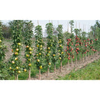 Pomi fructiferi - 4 buc - Malus, Pryus, Prunus - Înălţime 60-70cm - ⌀9cm
