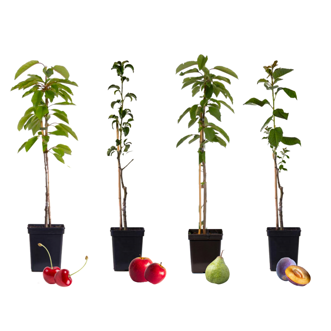Pomi fructiferi - 16 buc - Malus, Pryus, Prunus - Înălţime 60-70cm - ⌀9cm