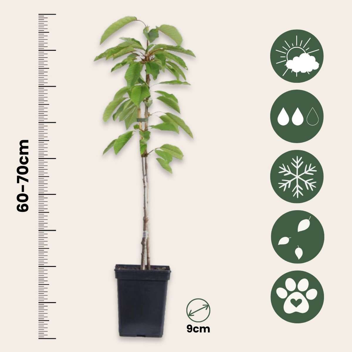 Pomi fructiferi - 16 buc - Malus, Pryus, Prunus - Înălţime 60-70cm - ⌀9cm