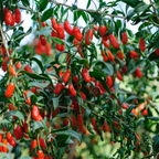 Cătină de garduri - 6 buc - Lycium barbarum - Înălţime 25-40cm - ⌀9cm
