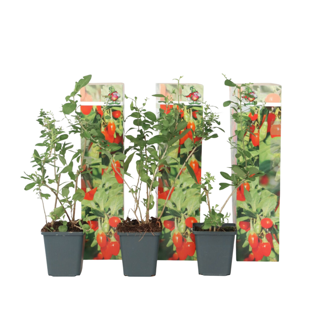 Cătină de garduri - 3 buc - Lycium barbarum - Înălţime 25-40cm - ⌀9cm