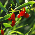 Cătină de garduri - 6 buc - Lycium barbarum - Înălţime 25-40cm - ⌀9cm