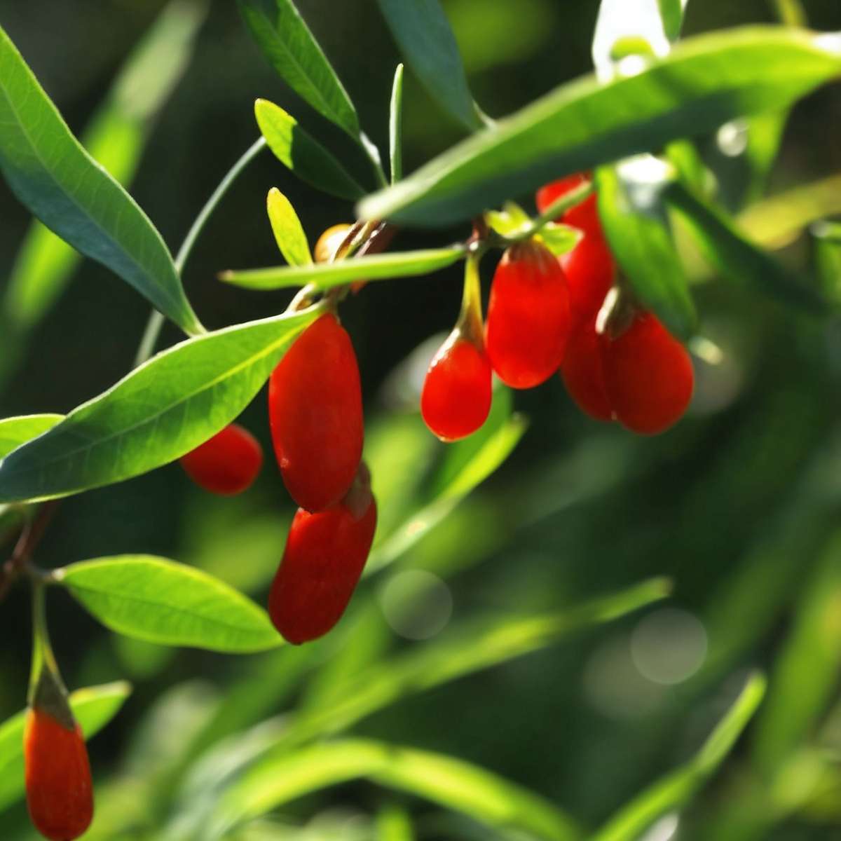 Cătină de garduri - 6 buc - Lycium barbarum - Înălţime 25-40cm - ⌀9cm