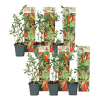 Cătină de garduri - 6 buc - Lycium barbarum - Înălţime 25-40cm - ⌀9cm