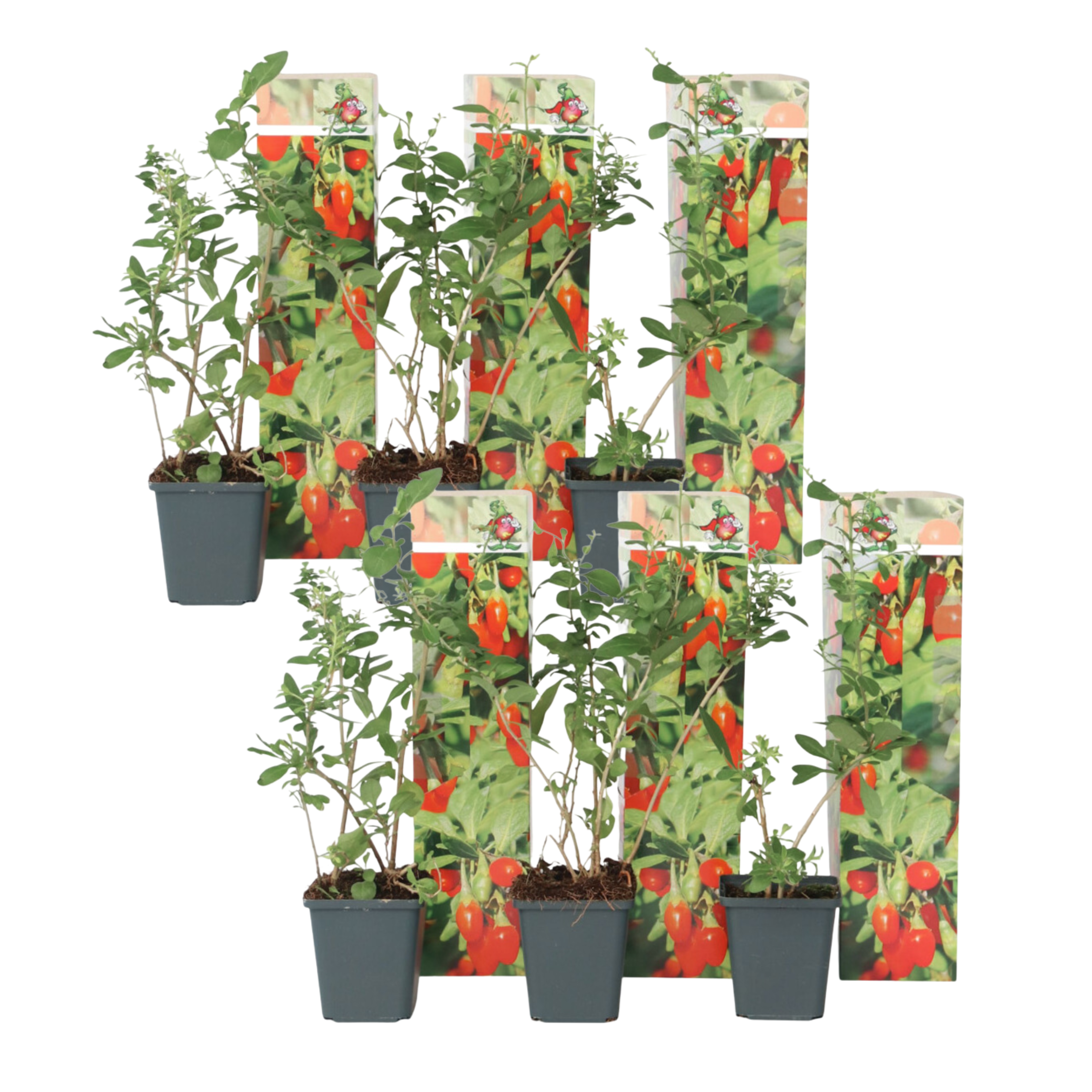 Cătină de garduri - 6 buc - Lycium barbarum - Înălţime 25-40cm - ⌀9cm