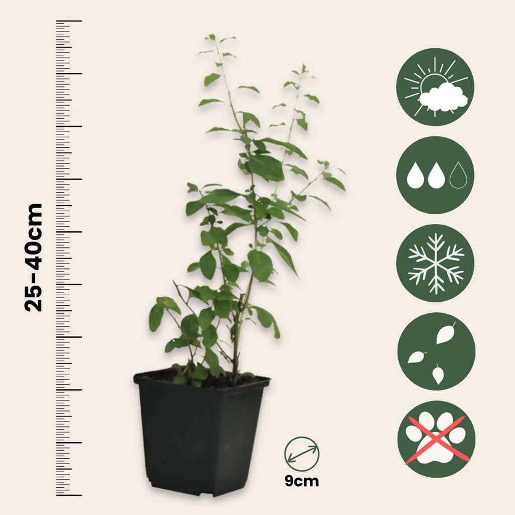 Cătină de garduri - 6 buc - Lycium barbarum - Înălţime 25-40cm - ⌀9cm