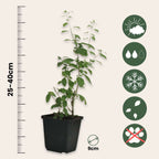 Cătină de garduri - 6 buc - Lycium barbarum - Înălţime 25-40cm - ⌀9cm