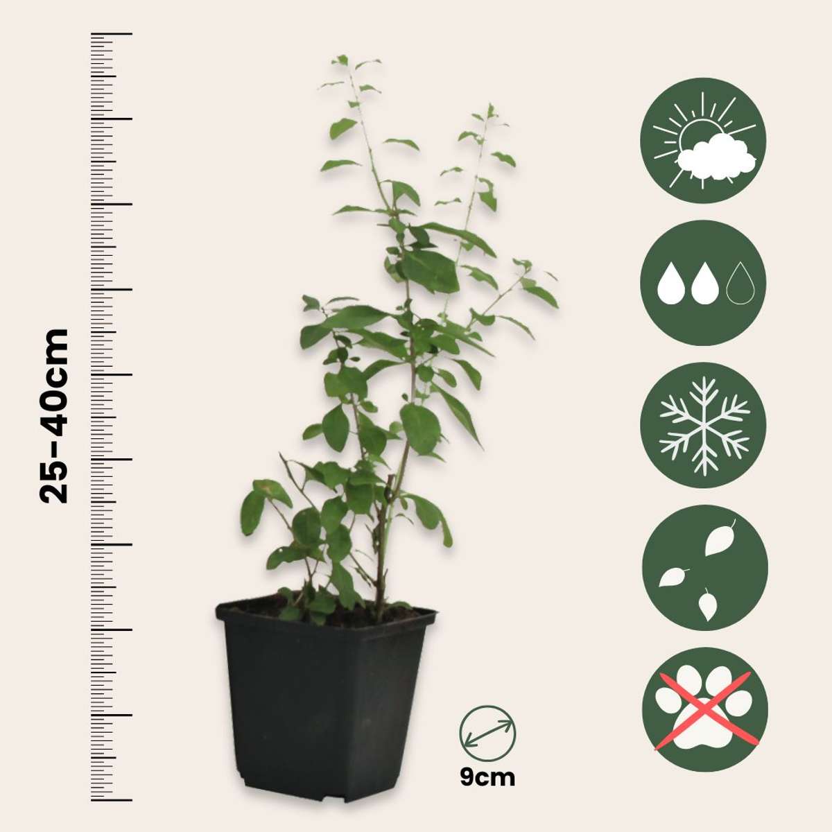 Cătină de garduri - 6 buc - Lycium barbarum - Înălţime 25-40cm - ⌀9cm