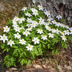 Trandafirul Crăciunului - 3 buc - Helleborus niger - Înălţime 20-30cm - ⌀12cm