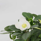 Trandafirul Crăciunului - 3 buc - Helleborus niger - Înălţime 20-30cm - ⌀12cm